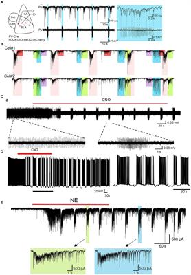 Neuromodulation of inhibitory synaptic transmission in the basolateral amygdala during fear and anxiety